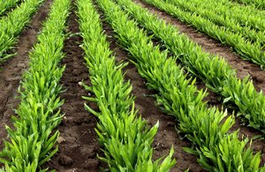 1. Richtige Erntezeit