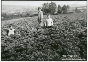 Wermutfeld bei Magstadt