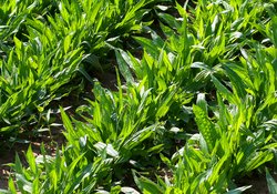 1. Richtige Erntezeit