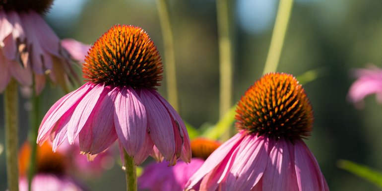 Sonnenhut (Echinacea)