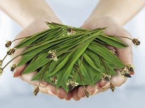 Lindert den Hustenreiz auf natürliche Art und Weise