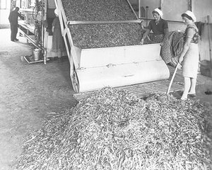 Anlieferung der Kräuter